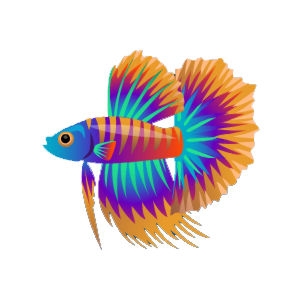 Bluehead Clown Betta